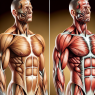 Side effects of nandrolone on muscle system